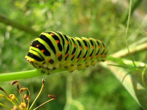 Plik:Papilio machaon caterpillar.jpg – Wikipedia, wolna encyklopedia