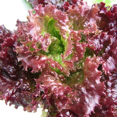 50 Purple lettuce-Heirloom Varieties DIY Home Garden *** Save this wonderfull item : home diy ...