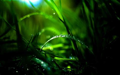 Download Nature Grass Wallpaper