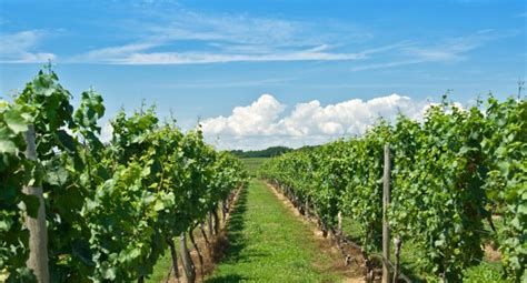 Niagara Wine Tours | Bed and Breakfast Niagara on the Lake