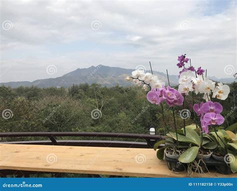 Mountain View with Sky and Orchid Flowers Editorial Stock Photo - Image ...