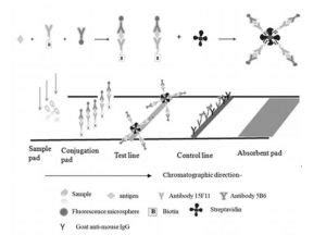 Introduction to Biotinylated Peptides: Principles and Applications