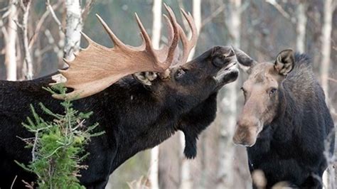 Petition · Change the plural of ‘Moose’ to ‘Meese’. - United States · Change.org