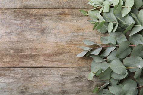 158,187 BEST Eucalyptus IMAGES, STOCK PHOTOS & VECTORS | Adobe Stock