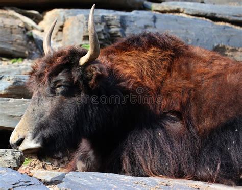 At the zoo yak stock photo. Image of bovine, bull, longhaired - 260086976