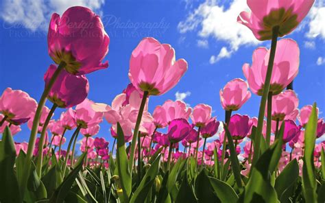 Spring Wallpaper For Desktop Tulips