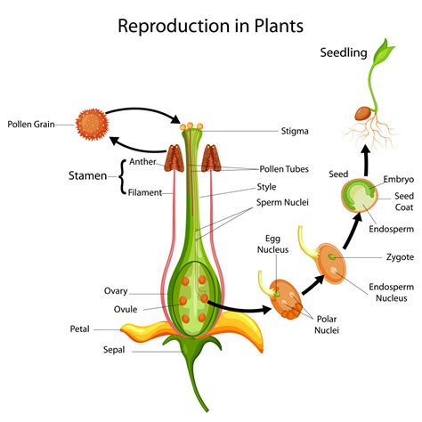 Biology: Pollination And Fertilisation: Level 1 activity for kids ...