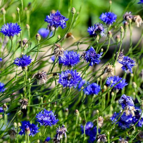 Cornflower Seeds, Centaurea Cyanus Seeds, Florence Blue, Flower Seeds ...