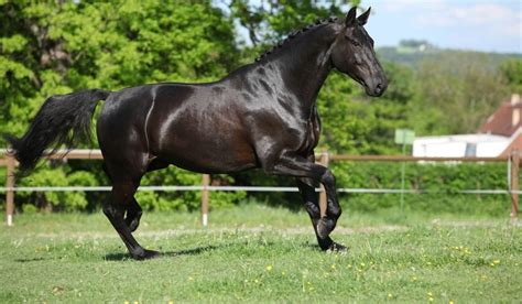 Dutch Warmblood Breed Profile | KWPN Horse - Helpful Horse Hints