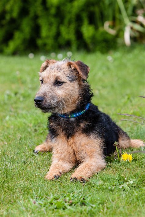 Lakeland Terrier Puppies for Sale | Buckeye Puppies