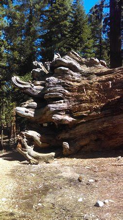 Wawona Tunnel Tree (Yosemite National Park) - 2021 All You Need to Know ...