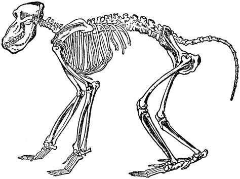 Chacma Baboon Skeleton | ClipArt ETC