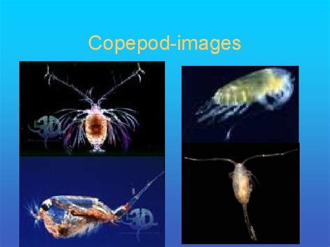 Zooplankton Fall 2006 Plankton Classification Plankton Holoplankton ...