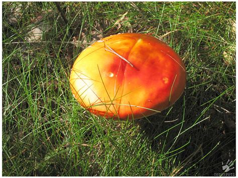 Big orange poisonous mushroom | Um enorme cogumelo na flores… | Flickr - Photo Sharing!