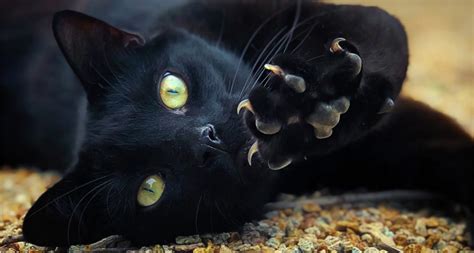 Understanding Black Dog and Black Cat Halloween Myths