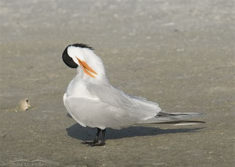 Preening Royal Tern in breeding plumage – On The Wing Photography