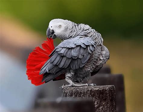 African Grey Parrot - Health diet personality intelligence and care