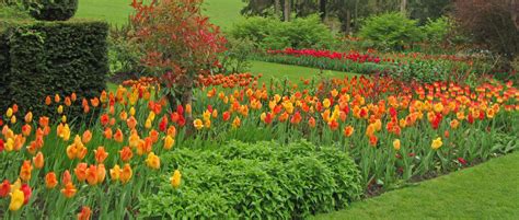 PASHLEY MANOR GARDENS tulips by Kate Wilson thin crop smaller - Pashley Manor Gardens