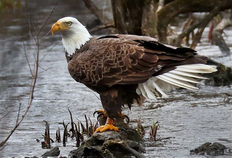 How America saved its iconic bird from extinction