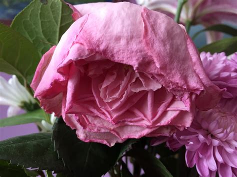 The Meditative Gardener: Wilting Rose