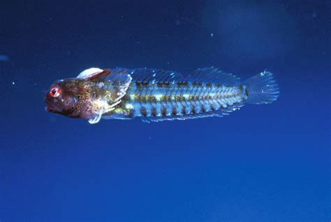 New Species of Reef-Dwelling Fish Discovered | Sci.News