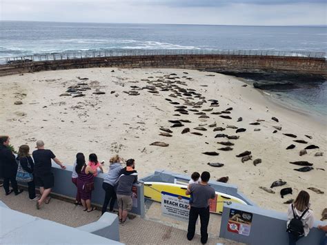 Guest commentary: More seals and sea lions in La Jolla could be a draw ...