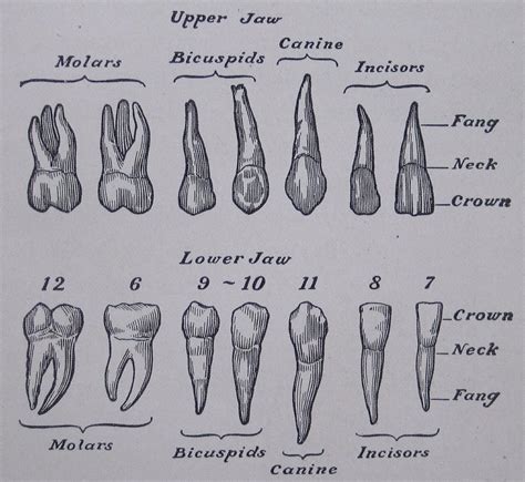 Ohne Titel, #humanTeeth | Medizinische illustration, Zahnanatomie, Medizinische tätowierungen