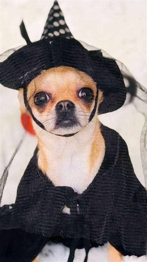 Best Chihuahua Halloween Costumes DIY Ideas, Cute & Funny Wallpaper