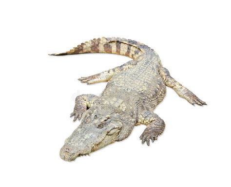 Crocodile on white stock photo. Image of reptile, aggressive - 31718010