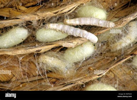 Insects, Silk moth larvae Stock Photo - Alamy