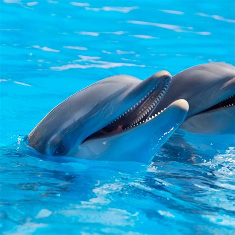 Cute Dolphins 1024 x 1024 iPad Wallpaper