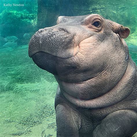 Hippo Baby Fiona Updates - The Cincinnati Zoo & Botanical Garden