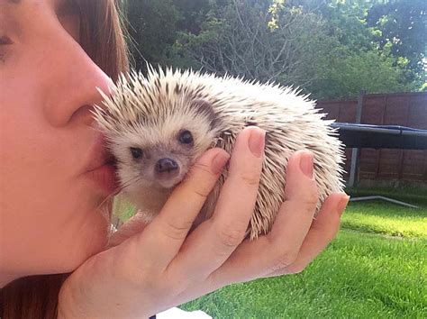 An Honest Guide To Owning A Pet Pygmy Hedgehog - Slurp Social