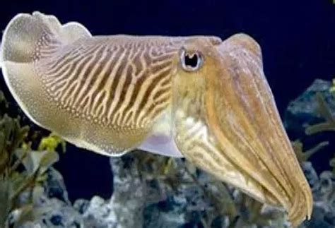 A Fish with Three Hearts: Cuttlefish | மூன்று இதயம் கொண்ட 'கனவாய் மீன்'