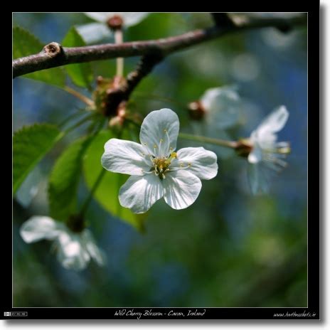 Photo of the Week 15 – Wild Cherry Blossom : Bart Busschots