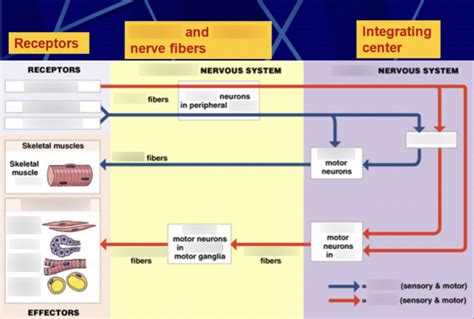 Nervous System I Receptors & neural pathways Diagram | Quizlet