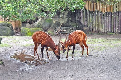 Taipei Zoo - Attraction in Wenshan District - Go Guides