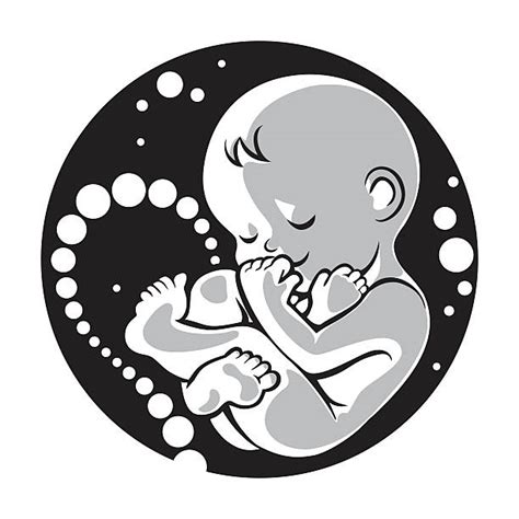 Baby In Womb Drawing at GetDrawings | Free download