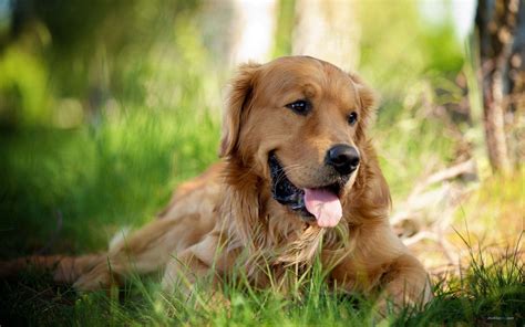 Golden Retriever HD Wallpapers - Wallpaper Cave