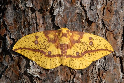 Restoring a rare habitat to protect an unlikely ecological hero: moths ...