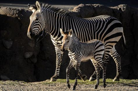 Baby zebra debuts at Salt Lake City zoo - The Columbian