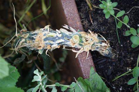 How to Treat and Prevent Squash Vine Borers in an Organic Kitchen Garden • Gardenary