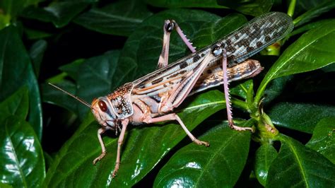 Chinese experts help Pakistan find solutions for locust swarms - CGTN