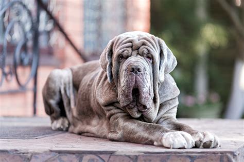 Everything You Need to Know: Mastiffs