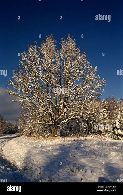 Snowy oak tree Stock Photo - Alamy