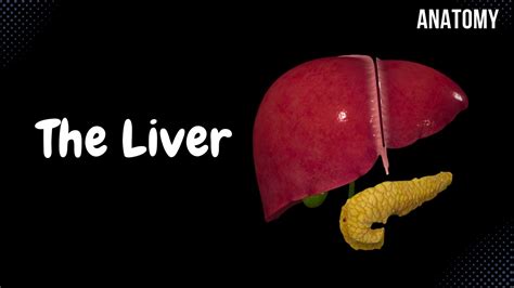 Liver Anatomy (Function, Topography, External Structures, Ligaments ...