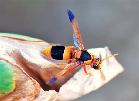 Real Monstrosities: Australian Hornet