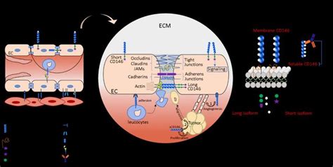 CD146 expression pattern and functions. | Download Scientific Diagram