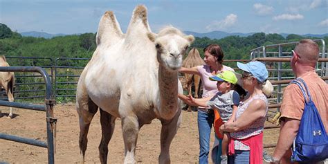 Dr. King Bison Farm Tours, Asheville