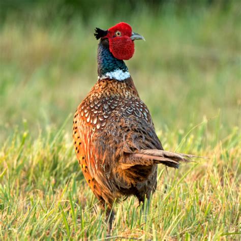 Pheasant Sounds - Apps on Google Play